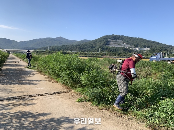 송해면_생태계 교란식물 제거 ⓒ강화군청