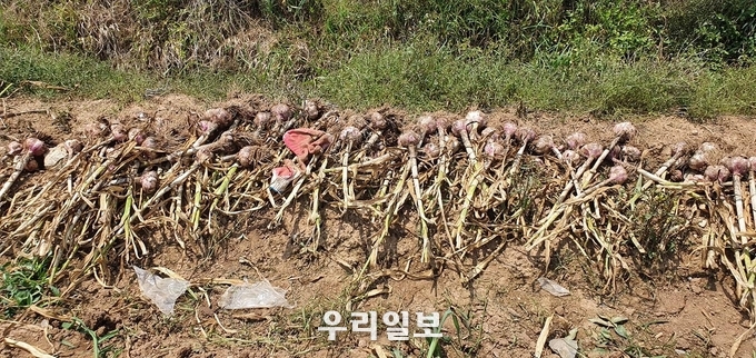 (사)인천시민자원봉사회 민창기 회장 및 자원봉사자들이 충남 서산시 음암면 일대에 마늘뽑기 활동 펼쳐 ⓒ 자원봉사회 제공