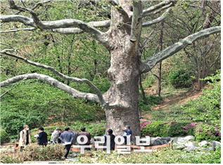 제2호로 등록된‘자유공원 플라타너스