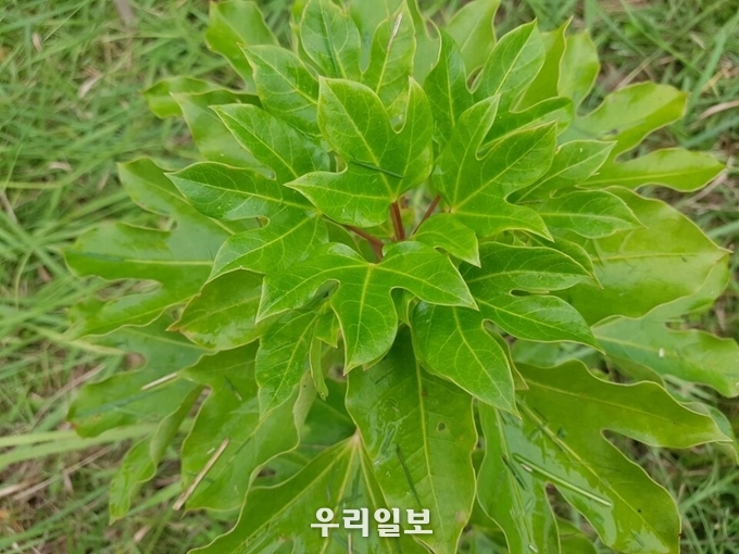 제주에서 자생하는 어린 황칠나무(사진제공=아이비트리농업회사법인) 