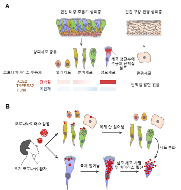 <strong>코로나바이러스의 비강 섬모상피세포 감염 기전</strong><br>
인간 비강 상피세포의 종류별 코로나바이러스 수용체 단백질(ACE2, TMPRSS2, Furin)의 발현 양상 (그림 A). 이들 단백질이 비강 섬모세포에만 집중적으로 발현함을 알 수 있다.<br>
코로나바이러스가 비강 섬모상피세포만을 표적 삼아 복제한 후 세포 사멸과 바이러스 전파를 일으키는 병리기전 모식도(그림 B).