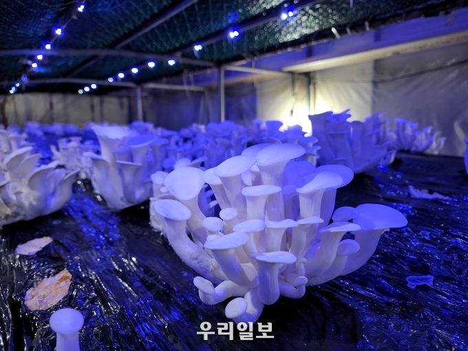 관련기사 이미지.(사진=충주시농업기술센터)