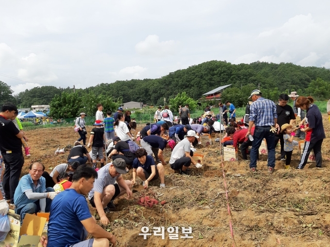 지난해 고구마축제 행사 모습.(사진=충주시청)
