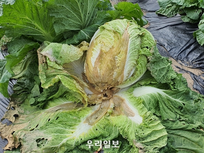 배추 무름병.(사진=충주시농업기술센터)
