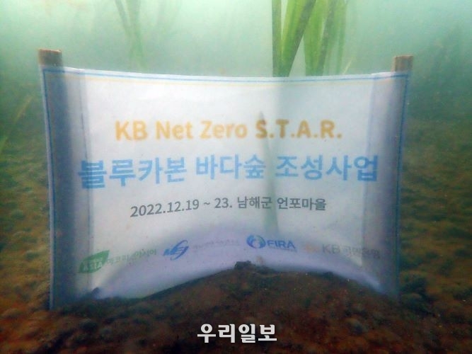  KB국민은행, KB Net Zero S.T.A.R. 블루카본 바다숲 조성