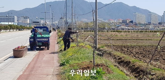 충주시농업기술센터가 올해 충주 사과나무길을 순차적으로 재조성한다.(사진=충주시농업기술센터)