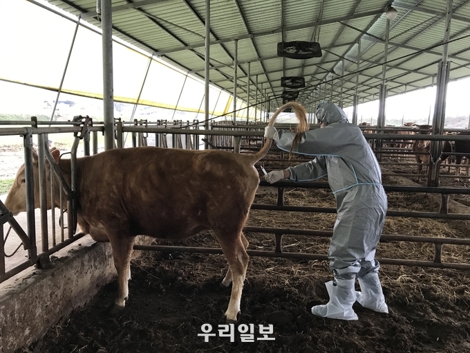 충주시가 소 브루셀라병 일제검사를 진행하고 있다.(사진=충주시청)