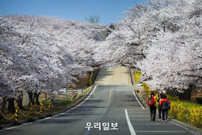 SK인천석유화학이 4월6일부터 11일 6일간 벚꽃동산을 지역 주민등 일반에 개방한다 ⓒ SK인천석유화학 제공