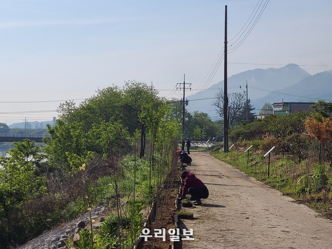 충주시 앙성면 주민자치위원회가 주민자치위원 및 행정복지센터 직원, 주민자치 프로그램 수강생 등 40여 명이 참석한 가운데 시화십리길에 무궁화 및 꽃잔디를 식재하고 있다.(사진=충주시청)
