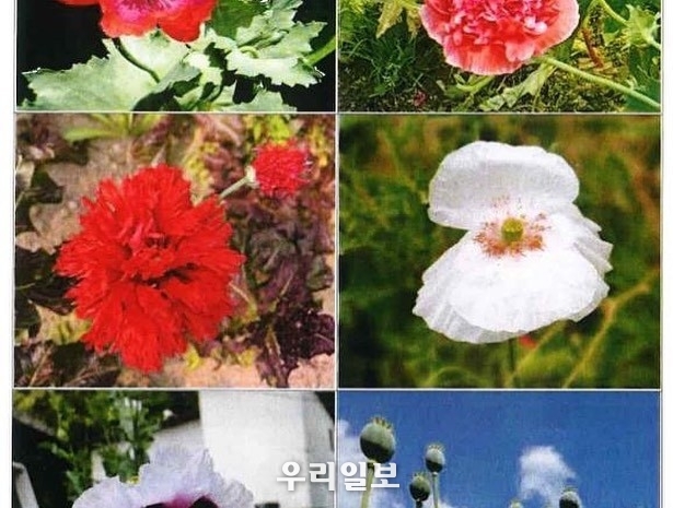 완도해경, ‘관상용’ 양귀비, 알고 보니 ‘마약류’로 밝혀져