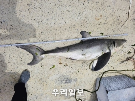 남해안 출몰한 백상아리.(사진=완도해경)