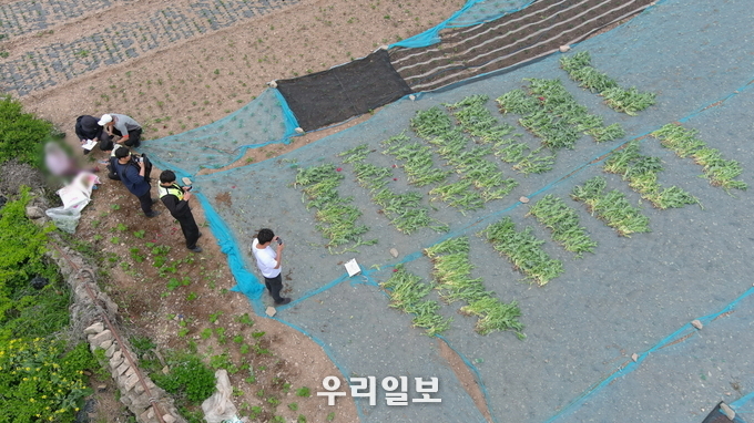 해양경찰이 압수한 양귀비를 점검하고 있다.(사진=여수해양경찰서)