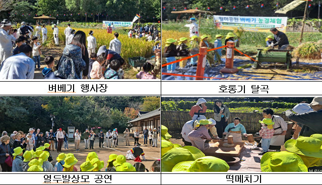 ‘2023년 월미공원 벼 베기 농경체험 행사’를 성황리에 개최하고 있다. ⓒ 인천시 제공