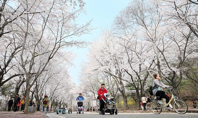 인천대공원 벗꽃 전경 ⓒ 인천관광공사 제공