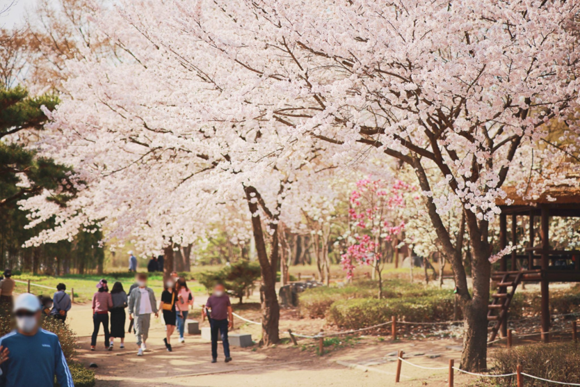 인천대공원 벚꽃전경 ⓒ 인천시 제공