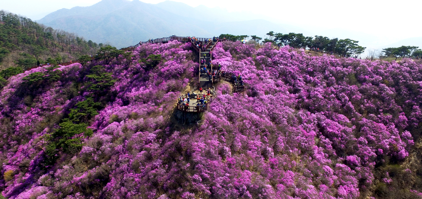 고려산 분홍빛 꽃물결이 산자락을 덮어 장관을 이루고 있다. ⓒ 강화군 제공