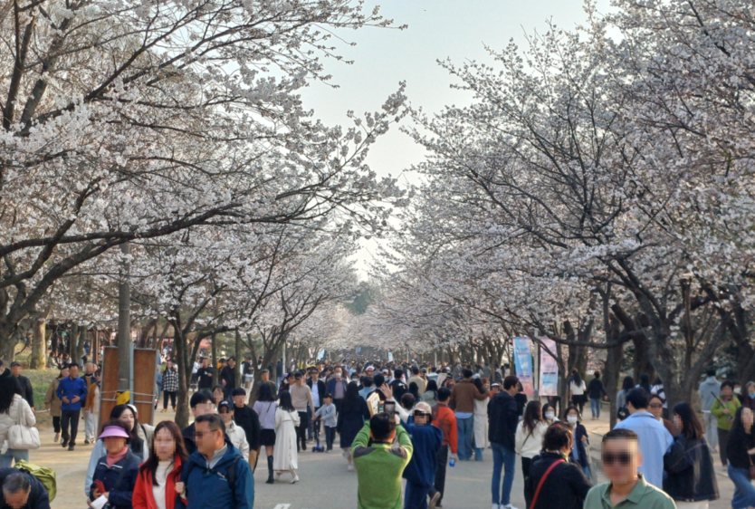 인천 대공원사업소가 ‘인천대공원 범시민 벚꽃축제’를 성황리에 마쳤다. ⓒ 인천시대공원사업팀 제공