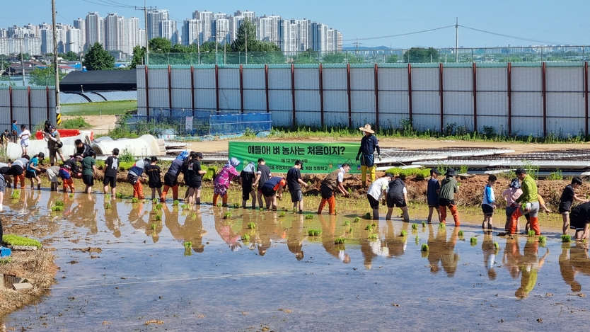 계양1동, 주민자치회, ‘얘들아, 벼농사는 처음이지’ 모내기 체험 활동 추진ⓒ계양구제공