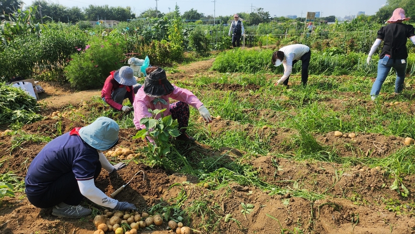 남동구자원봉사센터, 자원봉사단체와 나눔텃밭 감자수확 진행하고 있다. ⓒ 남동구 제공
