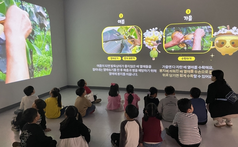 나주배박물관 “나주배 사계” 실감콘텐츠관 나주배 재배과정 영상 상영 ⓒ 나주시 제공