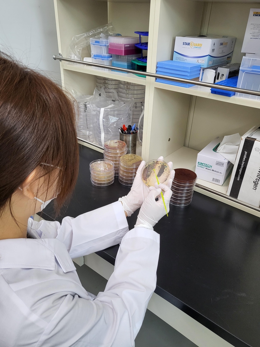 전북 보건환경연구원이 서해안 비브리오 패혈증균 검출실험을 하고있다.ⓒ자치도 제공