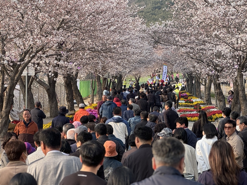 제3회 고창 벚꽃축제를 찾아온 관광객들이 벚꽃터널을 걷고있다.ⓒ고창군청 제공