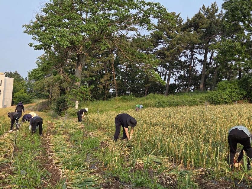 부안군 새만금도시과, 영농철 일손돕기 추진ⓒ부안군청 제공