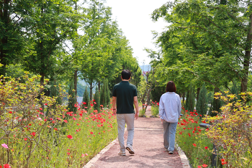 보성군 미세먼지차단숲이 꽃양귀비의 붉은 물결로 물들며 군민들의 발길이 이어지고 있다<strong><strong>ⓒ보성군청 제공</strong></strong>