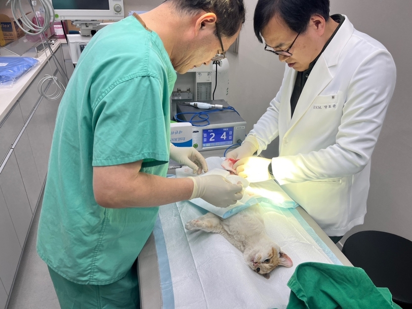 유기 동물이 공공진료소에서 치료를 받고 있다ⓒ순천시청 제공