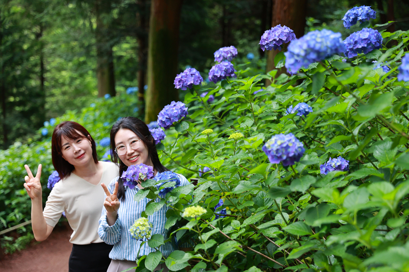 수국 물결 넘실대는 보성군 윤제림ⓒ보성군청 제공