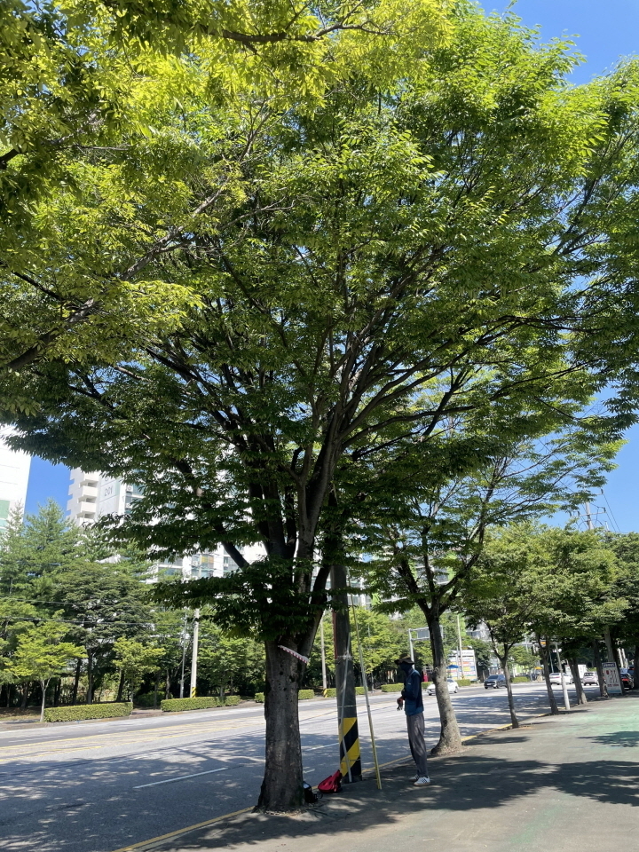 가로수 위험성 평가_가 진행된 지봉로 구간 느티나무ⓒ순천시 제공