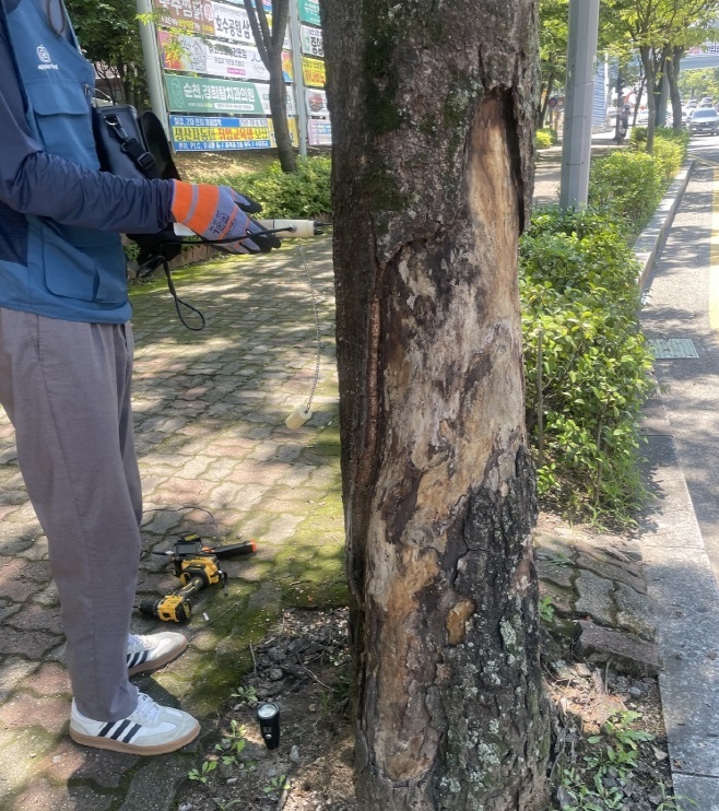 금당지구 일대에 식재된 느티나무 가로수를 대상으로 위험성평가를 진행하고 있다ⓒ순천시 제공