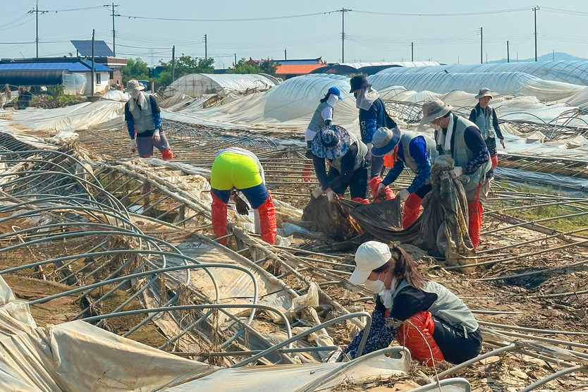 29일 예산군 삽교읍에서 진행된 ‘수해지역 피해복구 봉사활동’에서 인천국제공항공사 임직원 봉사자가 피해농가 지원 활동을 펼치고 있다. ⓒ 인천국제공항공사 제공