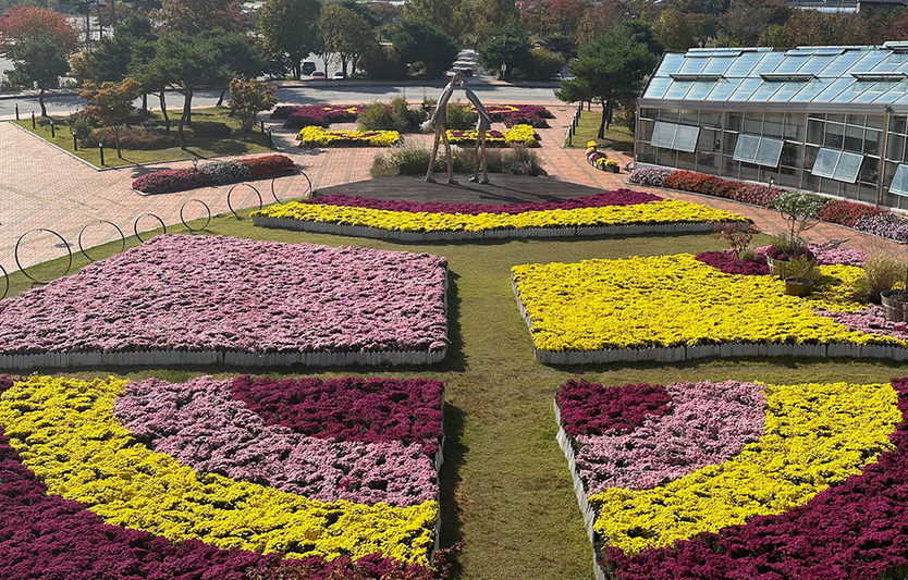 지리산 허브밸리, 가을 햇살에 반짝이는 국화와 코스모스로 물들다!ⓒ남원시 제공