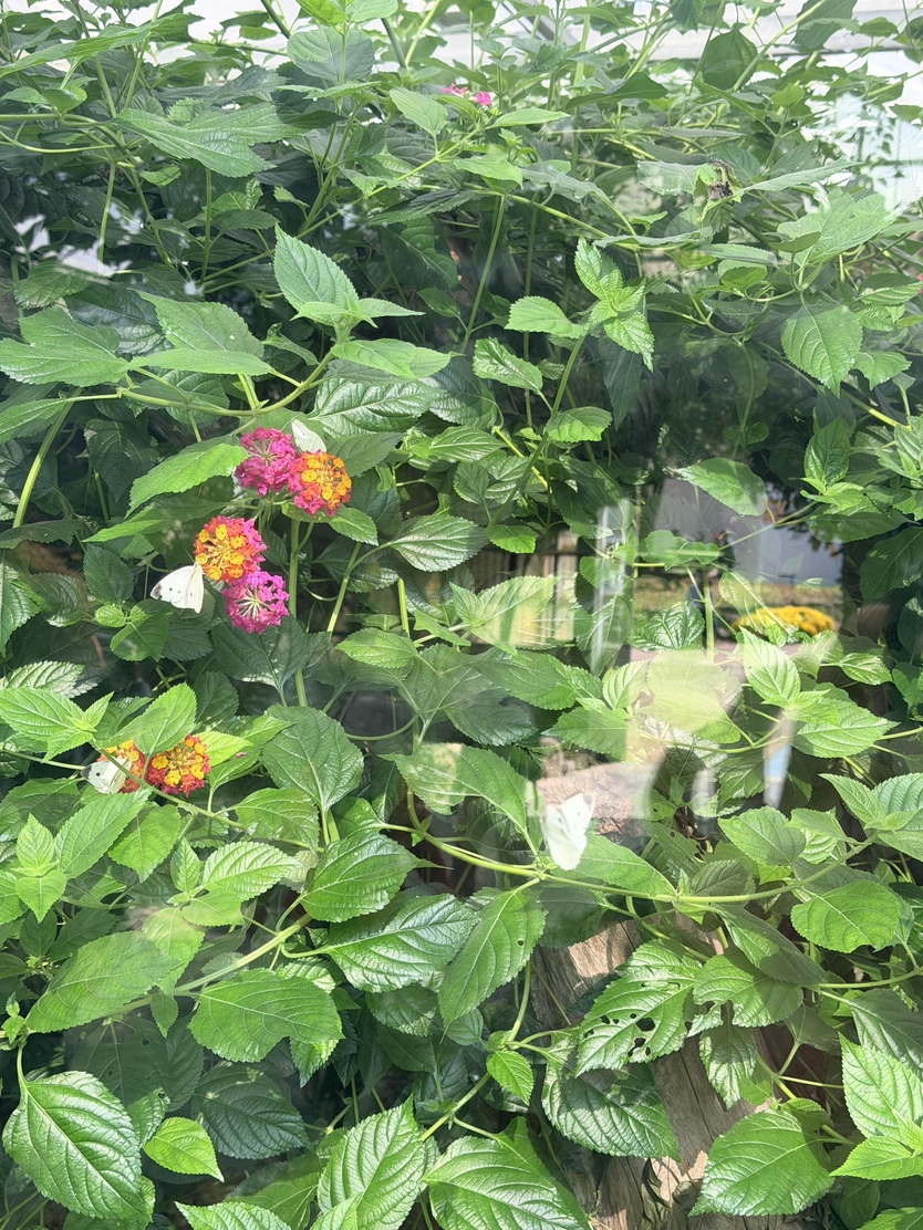 ‘2025 대한민국 국향대전’ 자연생태관 내 나비 사진 ⓒ 함평군 제공