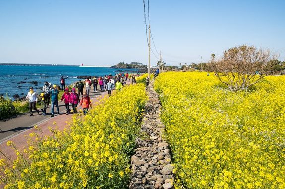 서귀포 유채꽃 국제걷기대회 개최