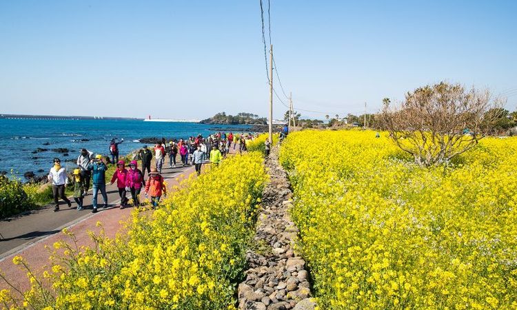 서귀포 유채꽃 국제걷기대회 개최
