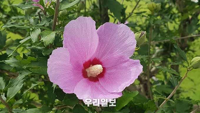 무궁화 대한민국 국화 ⓒ 우리일보 db