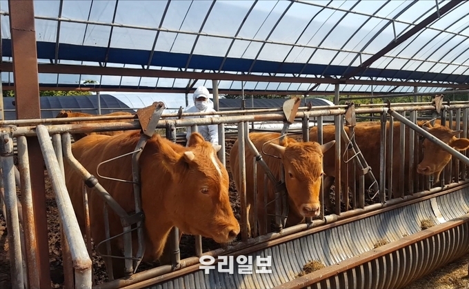 계양구 2020년 하반기 구제역 정기 예방접종 실시 ⓒ계양구청