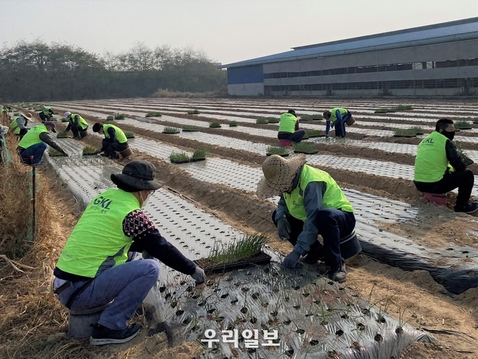 농협중앙회와 GKL글로벌코리아가 농촌봉사 활동을 펼치고 있다. ⓒ 농협중앙회