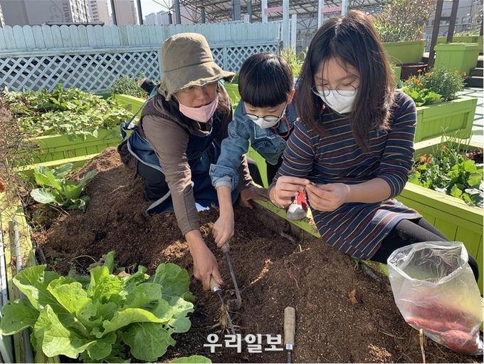 부평구 '신중년 경력형 일자리' 공모 14개 사업 선정 작물수확 체험(고구마 등) ⓒ부평구청