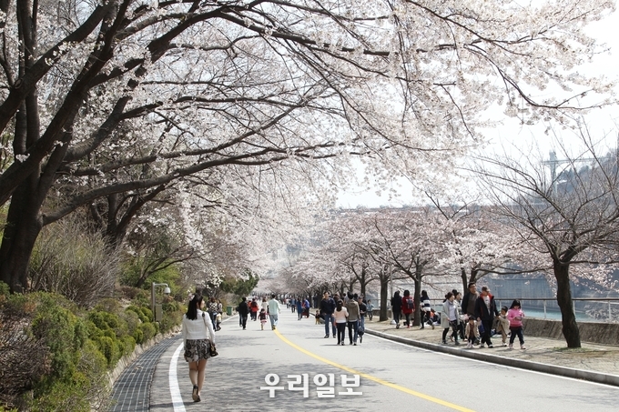 지난 2019년 열린 충추호 벗꽃축제 모습.(사진=충주시)