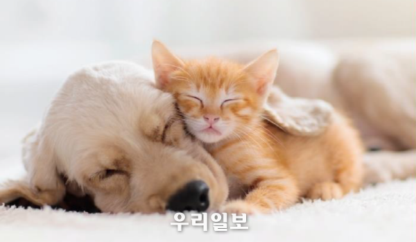 KB금융, 한국 반려동물 양육 현황을 분석한 <2021 한국반려동물보고서> 발간 