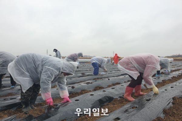 지난 20일 사)주거복지연대와 평택소사벌 입주민들이 함께 텃밭가꾸기 행사에 참여하여 감자를 심고 있다.