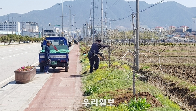 사과나무가로수길 조성.(사진=충주시)