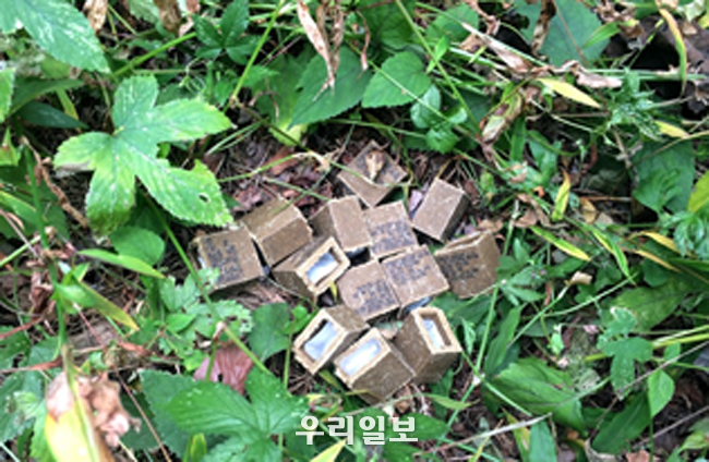 광견병 미끼예방약 살포의 예 @서울시청 제공