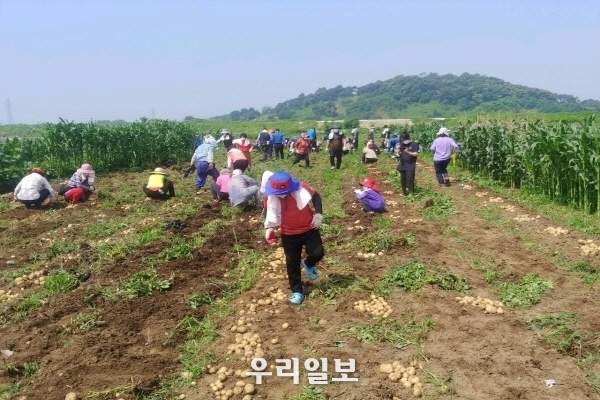 지난 19일 주거복지연대 경기남부지사, 평택도시텃밭 감자수확 나누기 행사를 펼치고 있다.