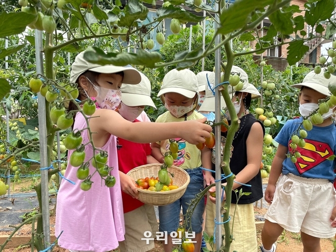 씨알유치원 농작물 수확.(사진=굿네이버스 경기2본부)