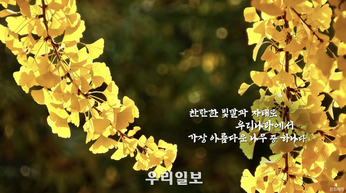 한국문화정보원 문화포털 '제167호 원주 반계리 은행나무' 영상 캡처