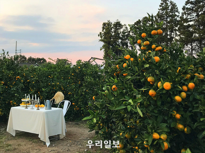 아날로그 제주 감귤밭 체험권